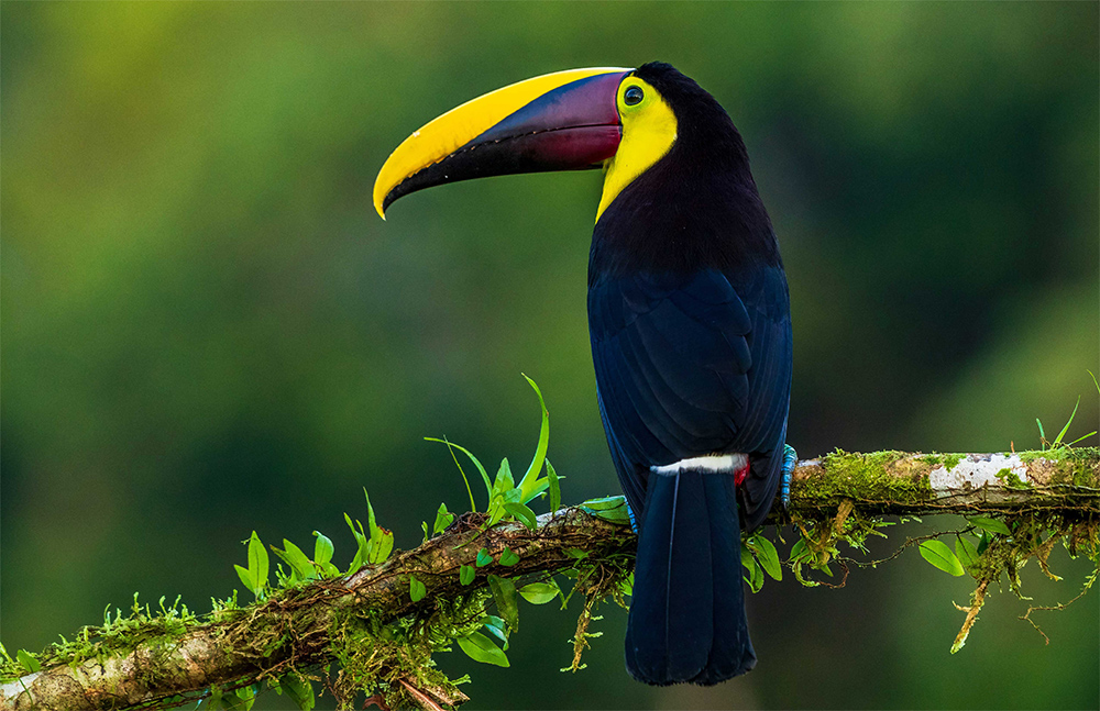 curiosity is important for STEM science for children